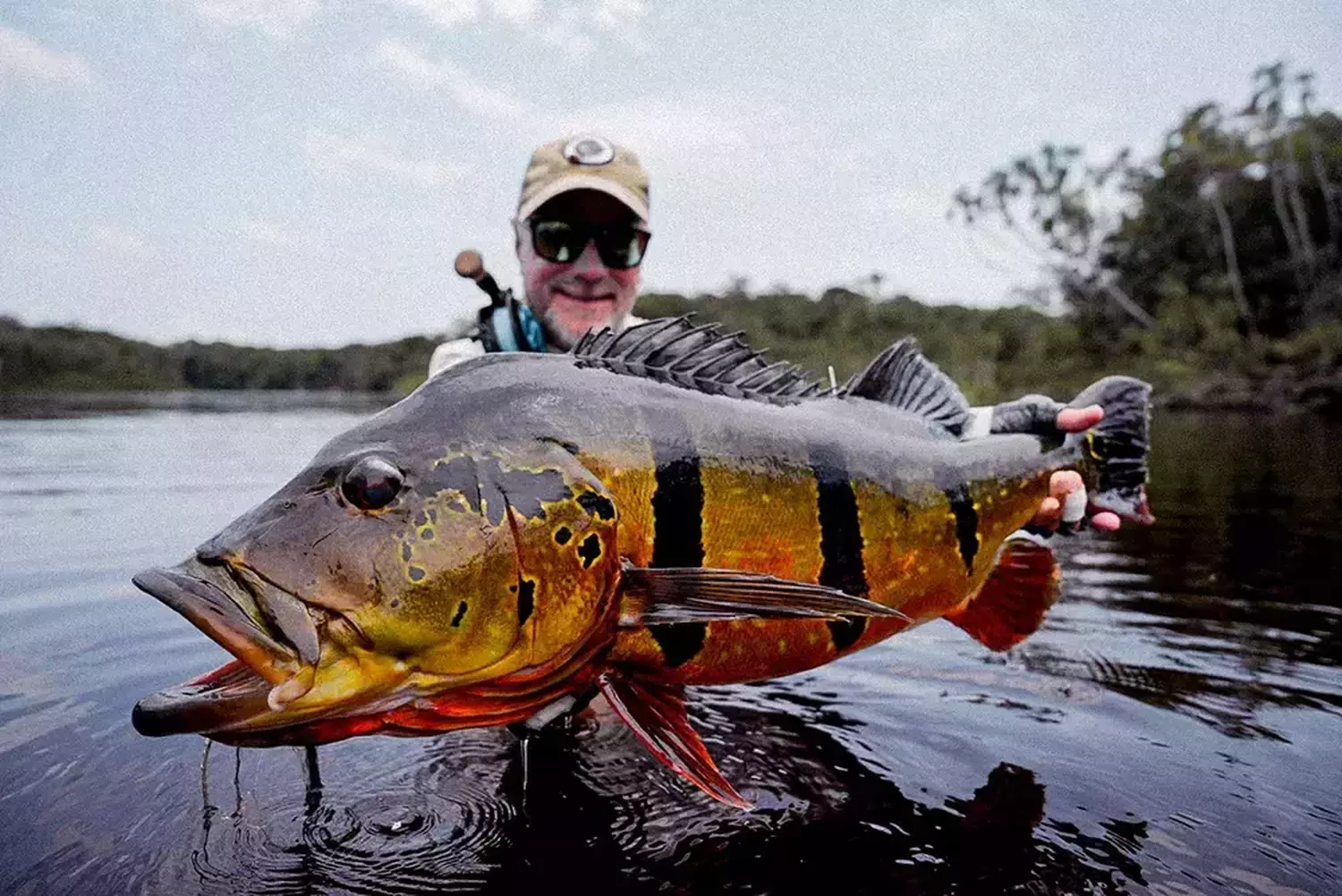 						Second to last 20 pounder peacock bass 2025
										