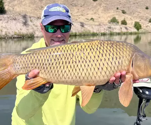 									Bald carp
															