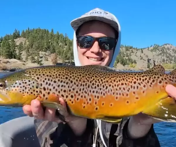 									Brown trout coleman
															