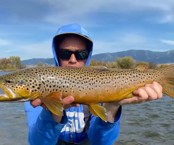 									Coleman brown trout
															