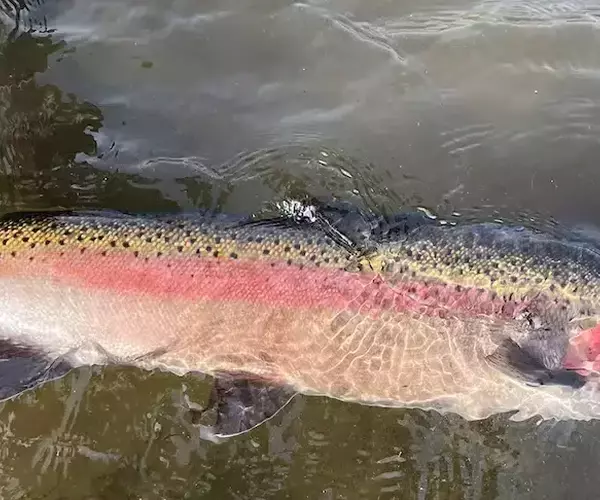 									Coleman steelhead
															