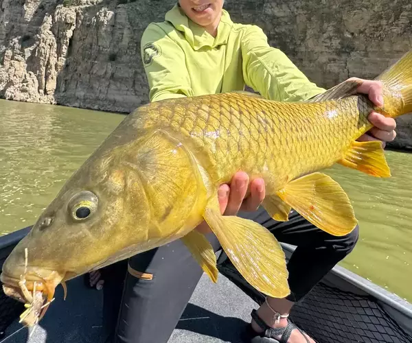 									Fly fishing carp bighorn canyon
															