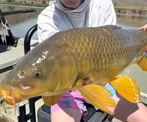 									Fly fishing carp toston
															