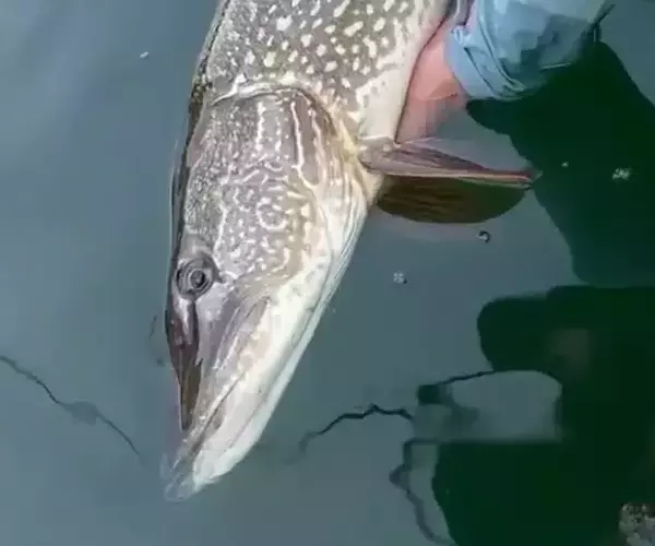 									Fly fishing northern pike
															