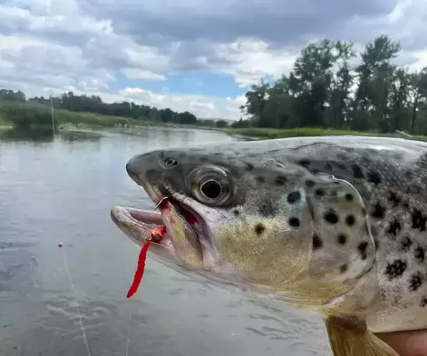 									Gallatin river fly fishing 04032025010
															