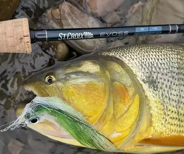 									Golden dorado and st croix evos
															