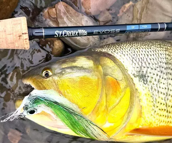 									Golden dorado fly fishing st croixevoss
															