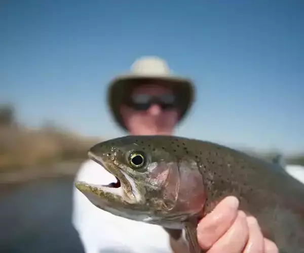 									Jefferson River Rainbow Trout with angeler fishing with Fins and Feathers Guide Service
															