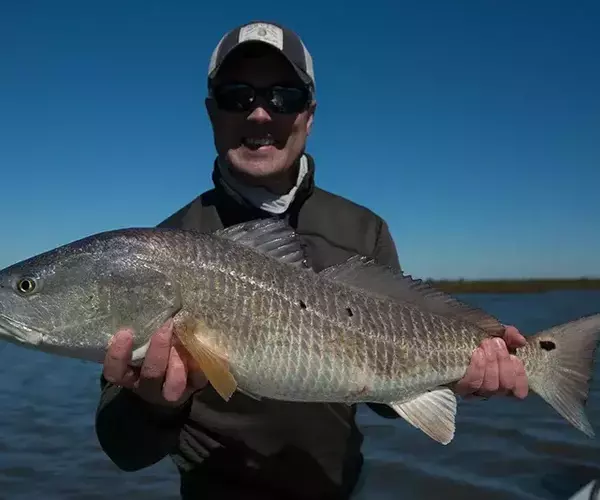 									Lousiana redfish 77 of 83
															