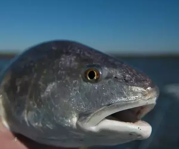									Lousiana redfish 78 of 83
															