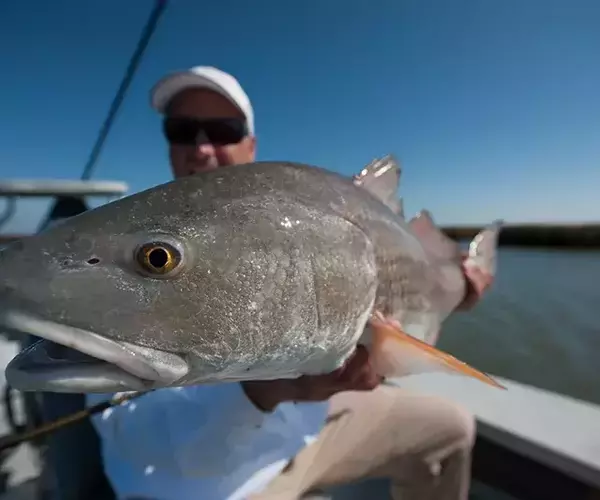 									Lousiana redfish 8 of 83
															