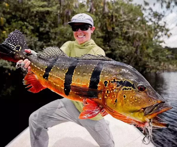 									Rio marie giant peacock bass fly fsihing
															