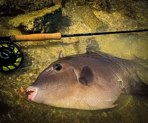 									St croix evos fly rod and triggerfish
															