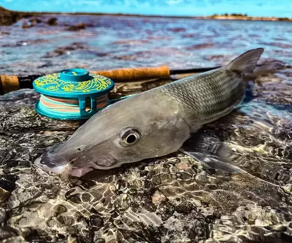 									St croix evos salt with bonefish
															