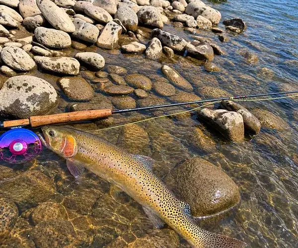 									Summer cutthroat trout while fly fishing in montana
															
