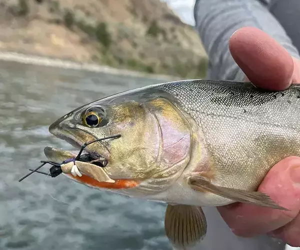 									Yellowstone river dry fly summer fishing
															