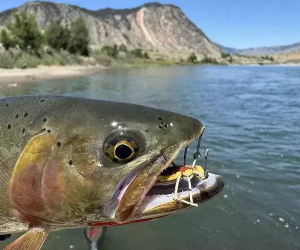 									Yellowstone river fly fishing hoppertime
															