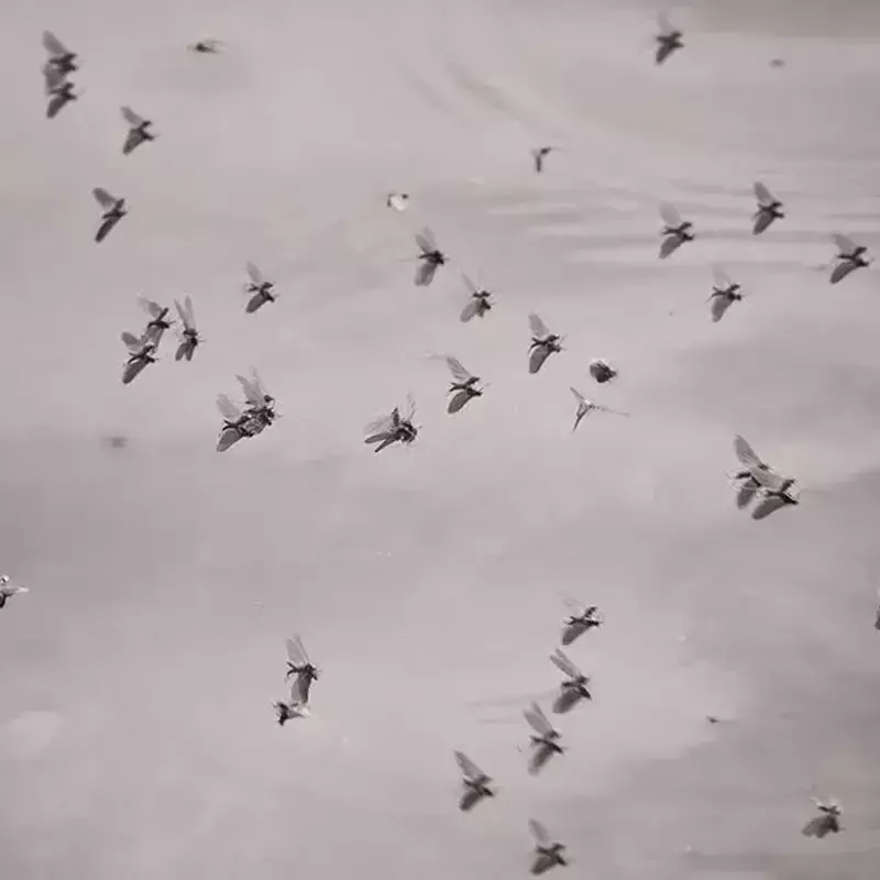 											Bwo hatch
																						