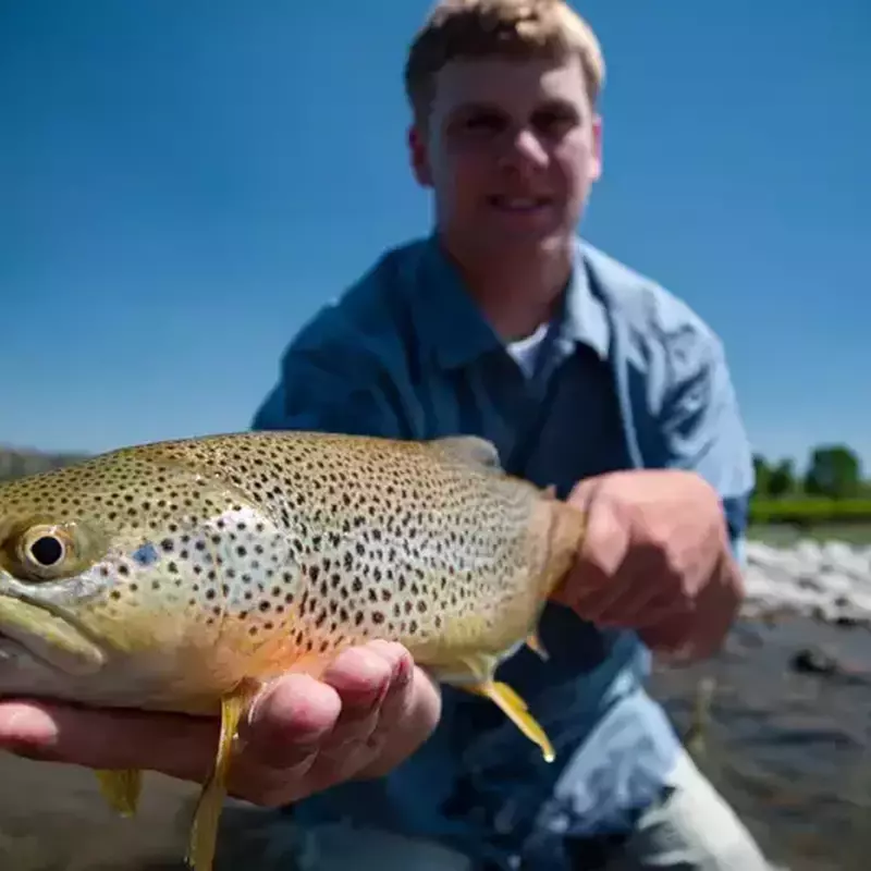 											Angler fishing the Yellowstone River holding a nice Brown Trout
																						