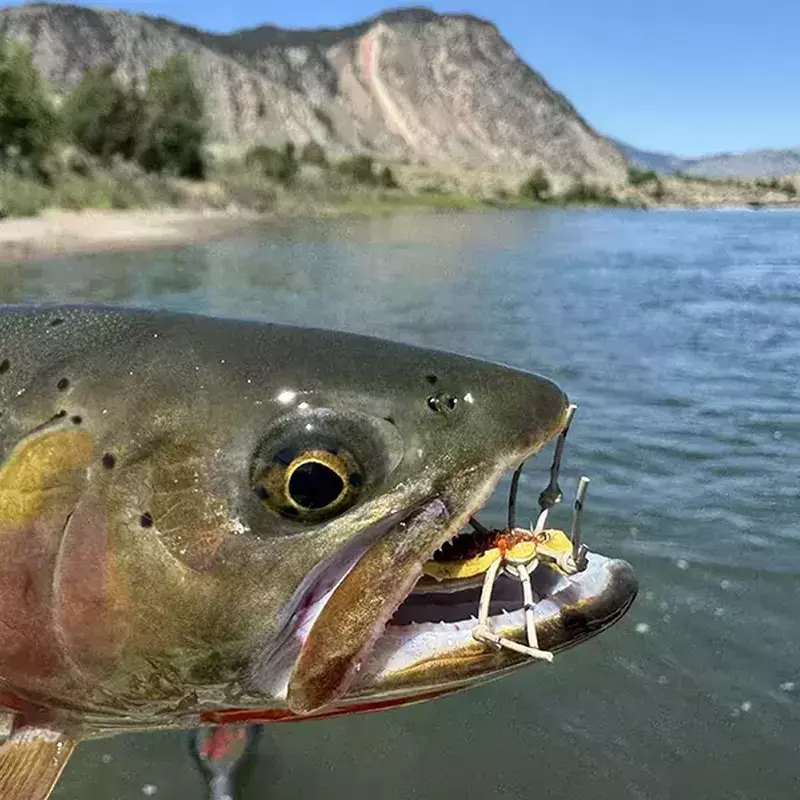 											Yellowstone river fly fishing hoppertime
																						