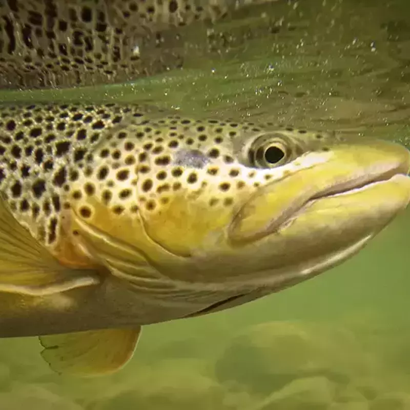 											Brown Trout caught while fly fishing Paradise Valley on the Yellowstone River.
																				