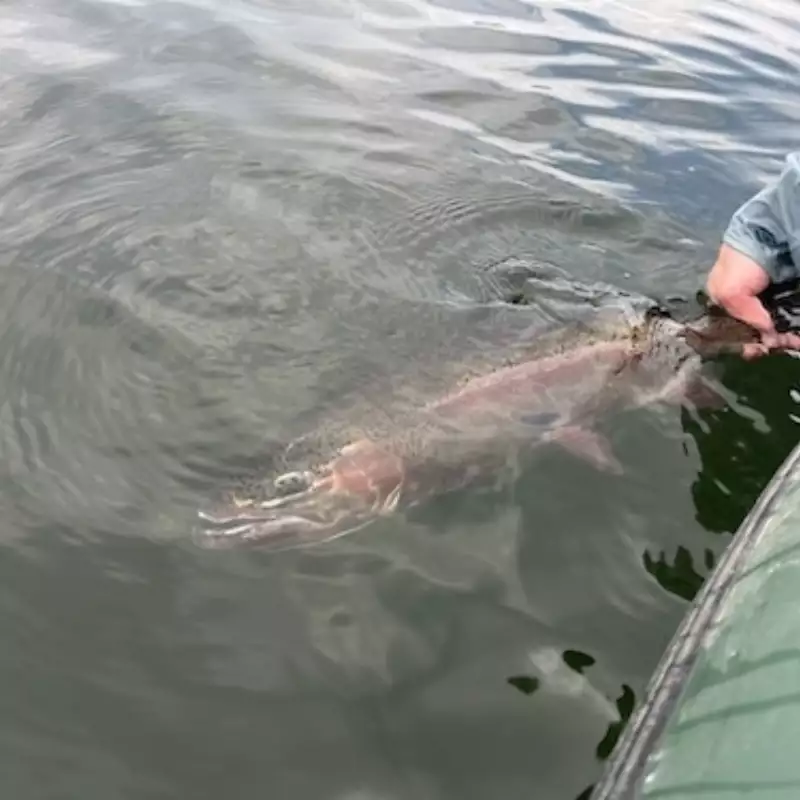 											Fly fishing bozeman rainbow trout
																						