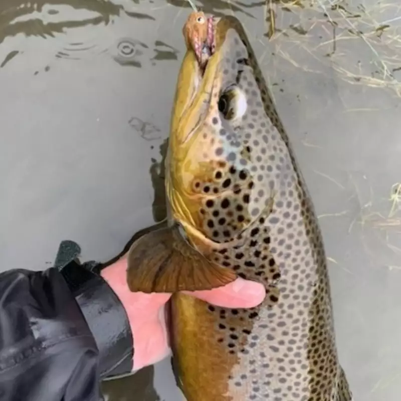											Browntrout streamer eat
																						
