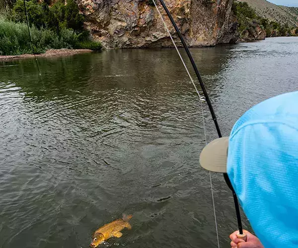 									Carp fly fishing in Montana
															