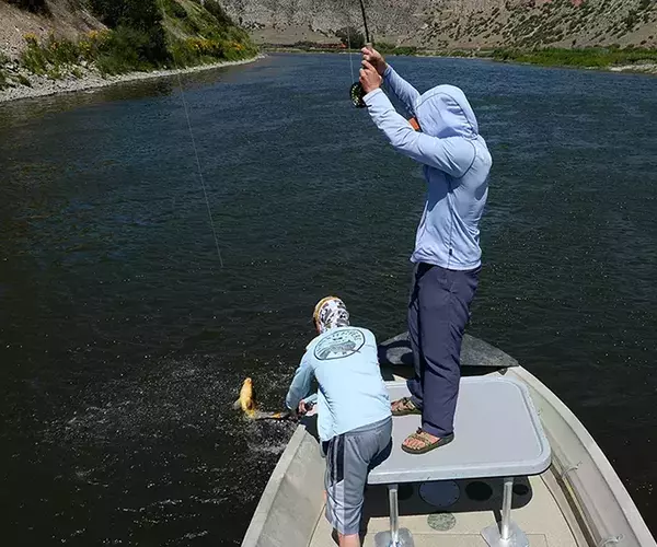 									Carp fly fishing in montana in net
															