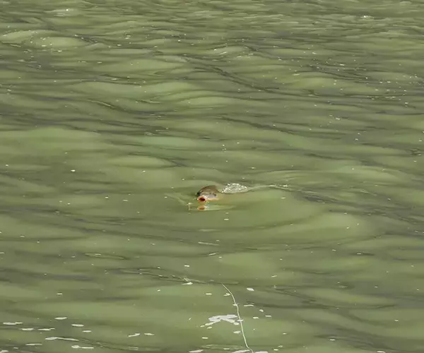 									Carp on hopper
															