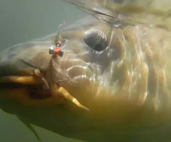 									Underwater carp fly fishing in bozeman
															