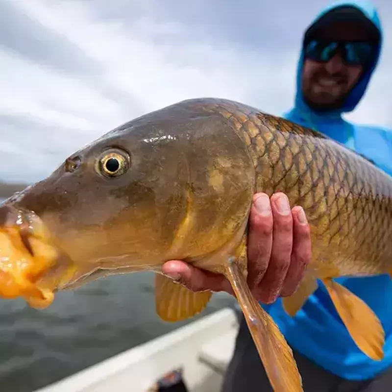 											Bozeman fly fishing for carp
																						