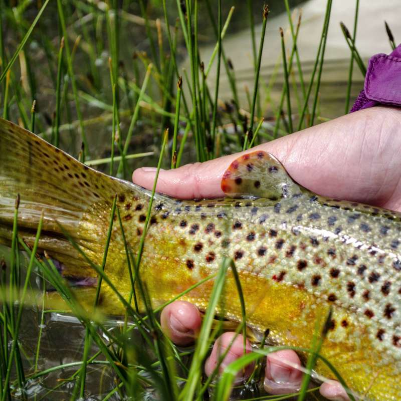 used fly fishing gear near me