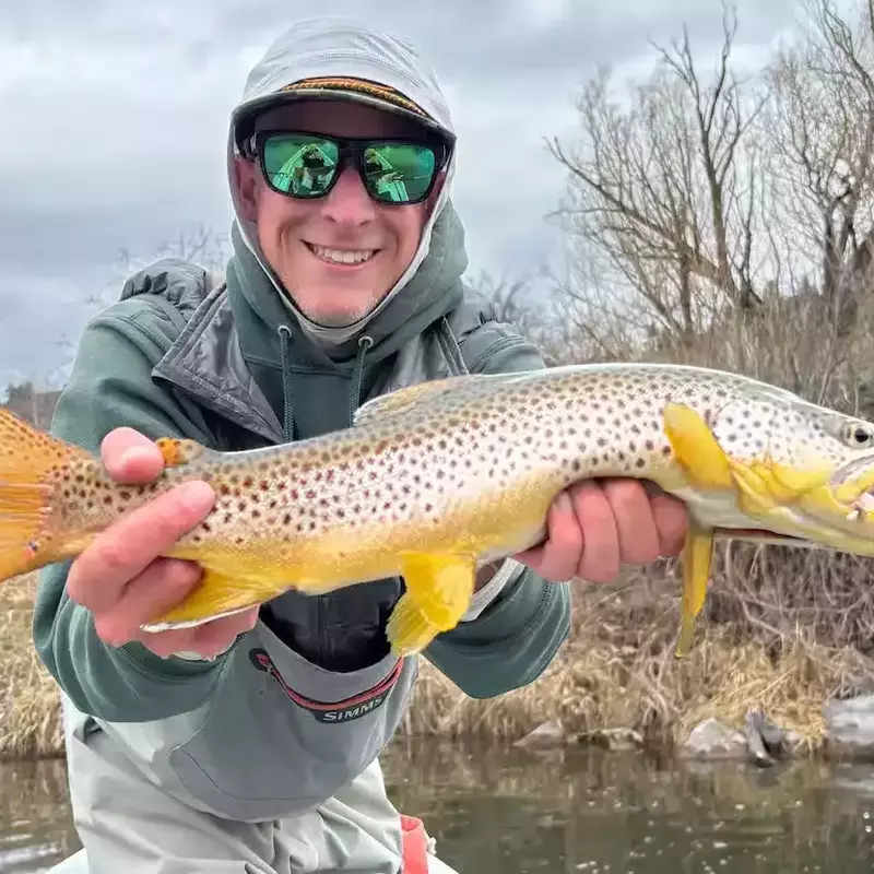 											Jackson brown trout
																						