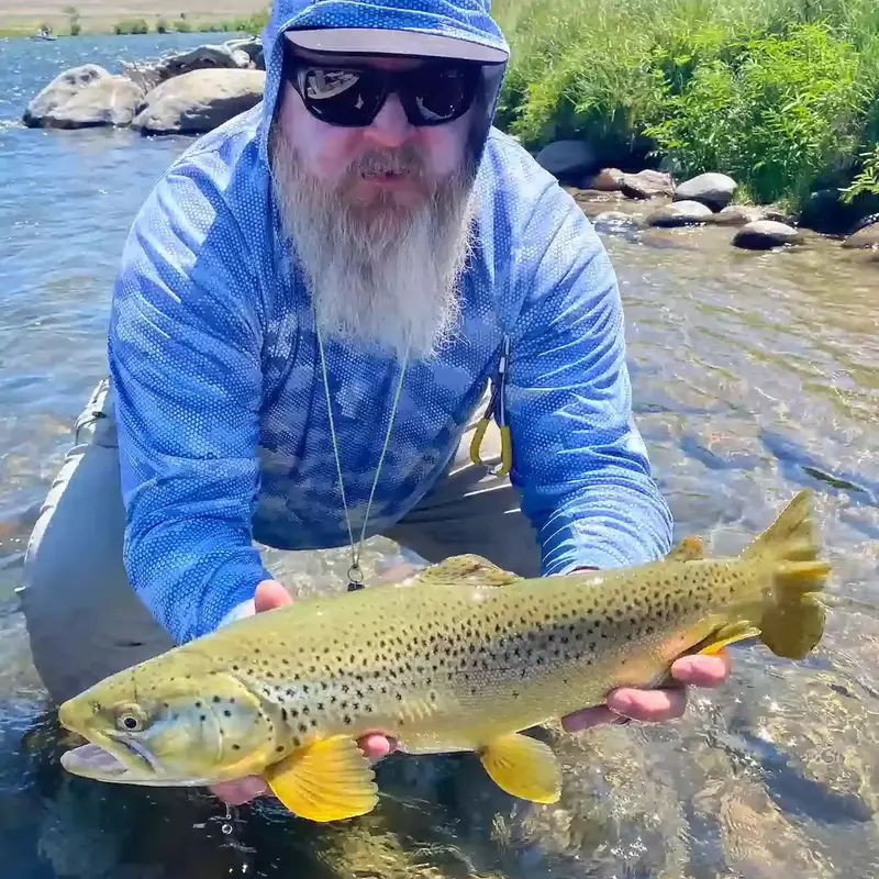 											Mike brown trout madison river
																						