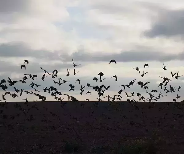 									Argentina doves at los ombues
															
