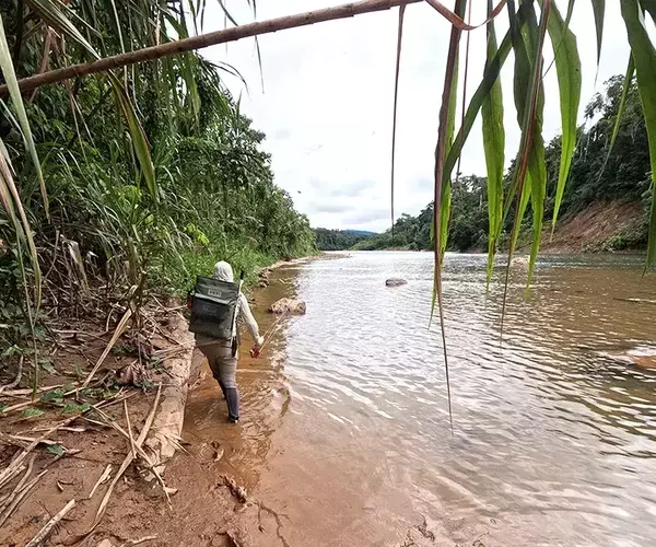 									Golden dorado fly fishing bank creeping
															