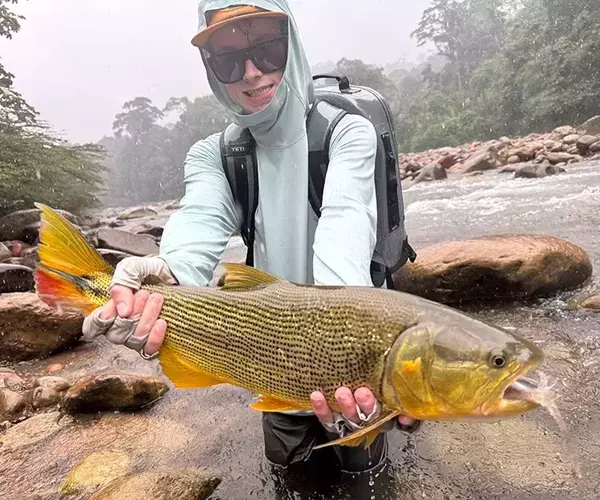 									Golden dorado fly fishing matthew swank in rain
															