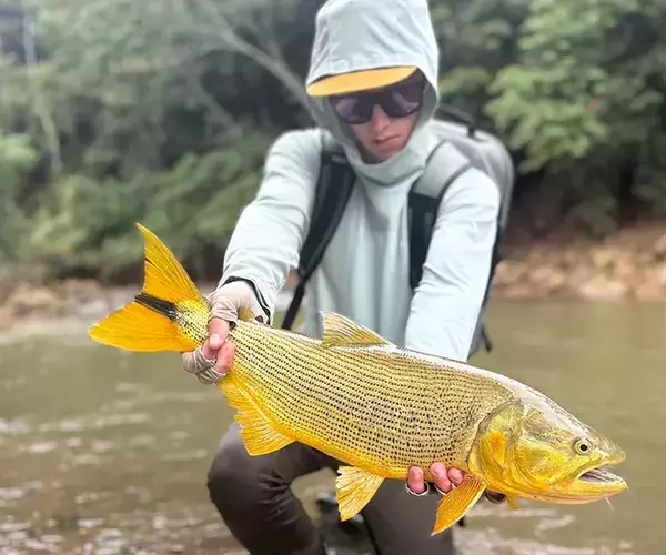									Golden dorado fly fishing matty solo
															