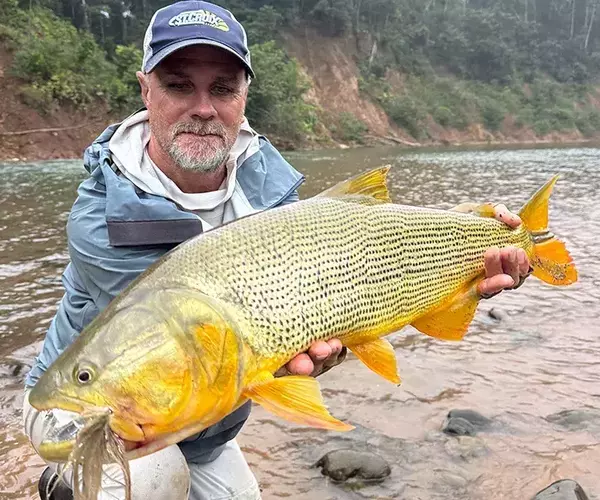 									Golden dorado fly fishing morning after
															