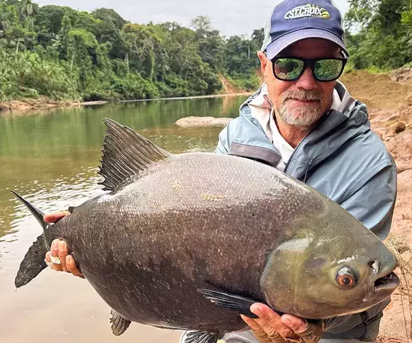 									Golden dorado fly fishing tas pacu
															