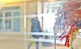 A transparent anatomical skull model, highlighted with red and yellow details, is displayed on a stand. It is set against a blurred indoor backdrop with walking figures and windows.