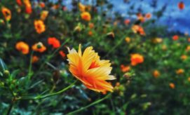 A vibrant orange flower stands in focus, gently swaying in a breeze, surrounded by a lush field of similar blooms under a clear, blue sky.