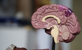 A detailed anatomical model of a human brain is displayed on a stand, showcasing internal structures against a blurred indoor background, emphasizing its educational purpose.