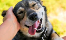 A child’s hand reaches to pet a dog on its ear while the dog looks relaxed and happy.