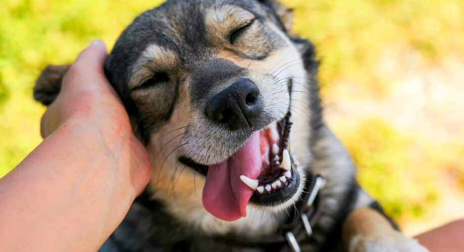 A child’s hand reaches to pet a dog on its ear while the dog looks relaxed and happy.