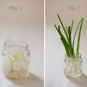 2 clear jars showing the growth of green onion from day one to day 5, for preschool students to observe and learn from