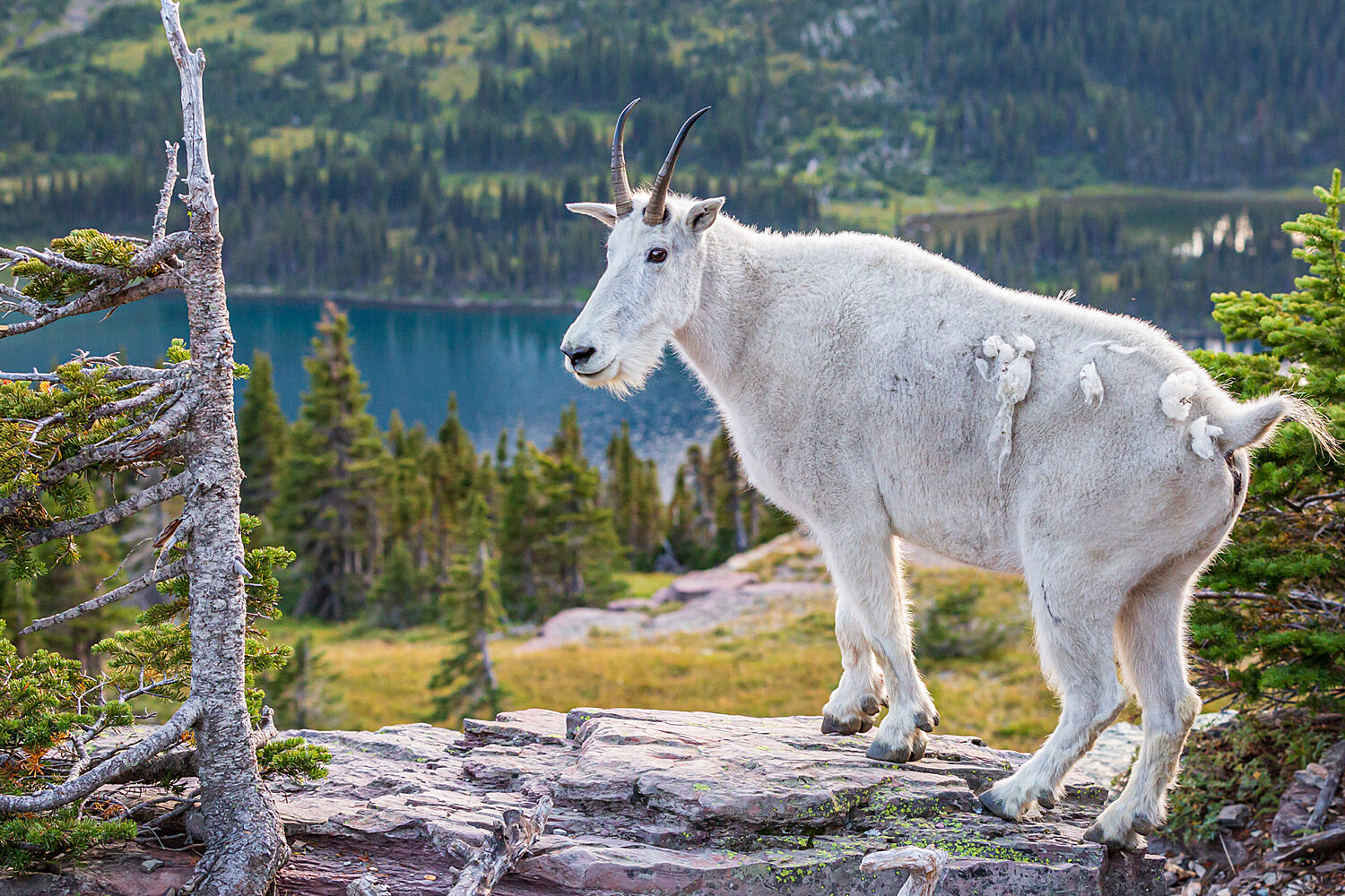 SN Where to See Wildlife Near Whitefish Montana blog 1