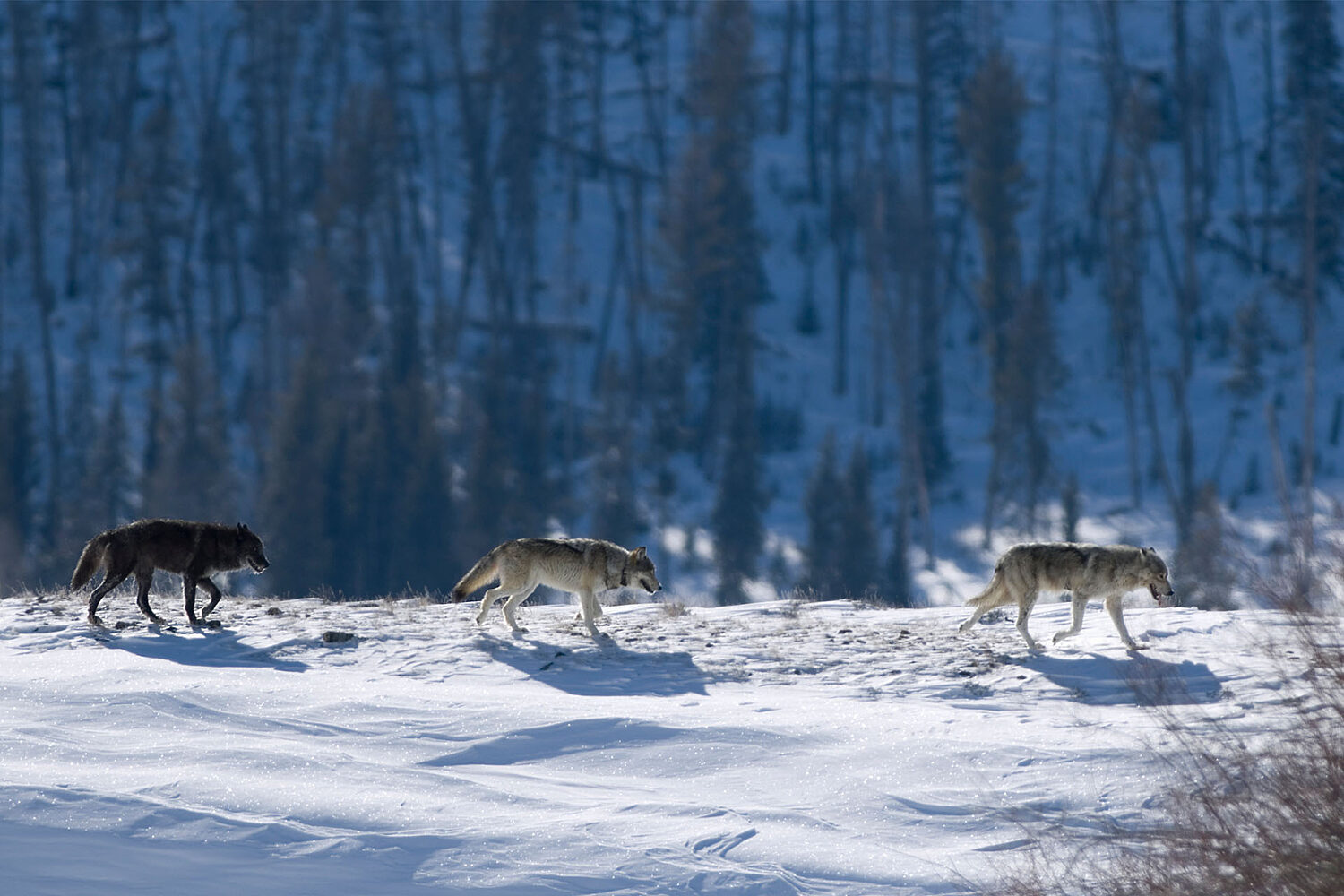 SN animal management challenges blog1