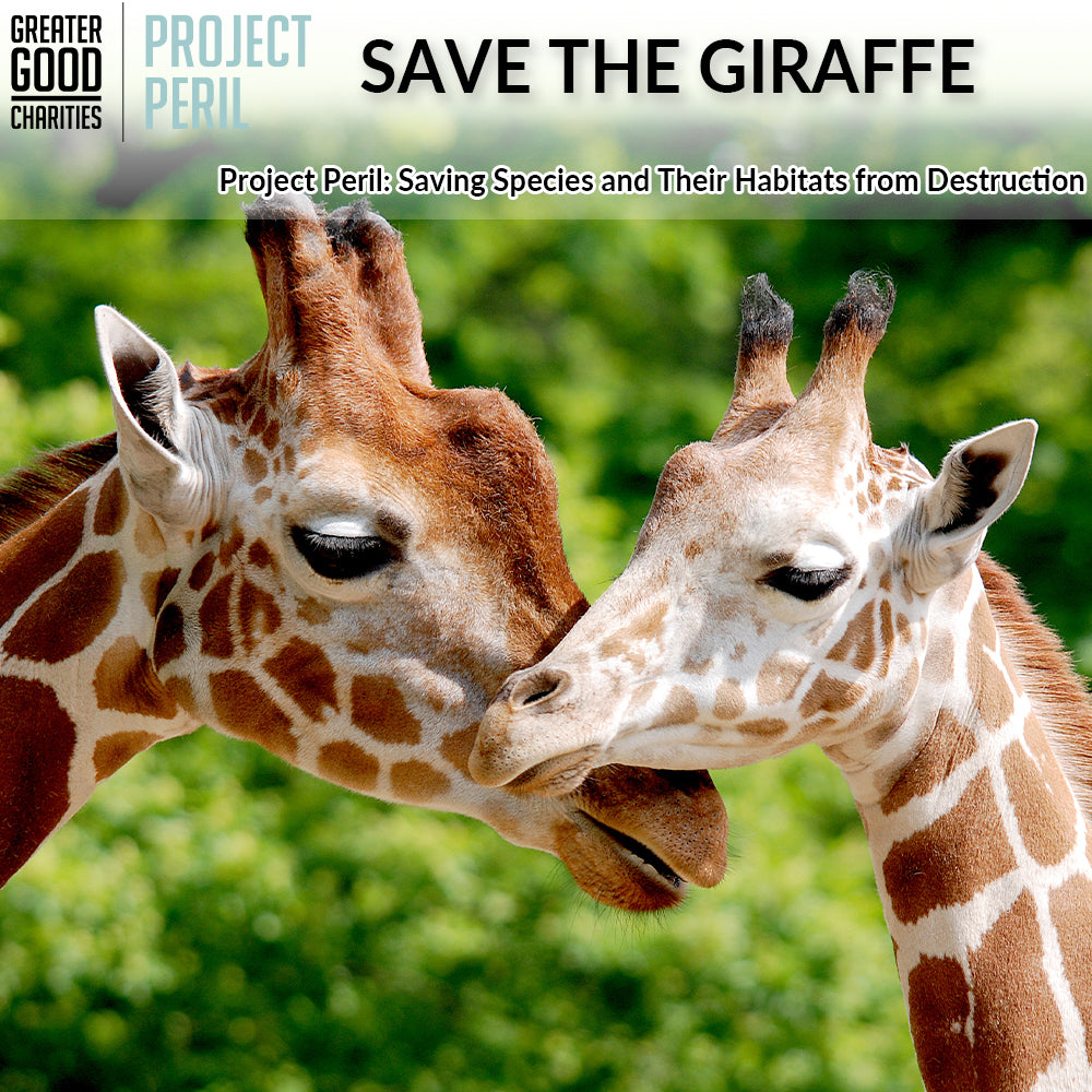 The Rainforest Site | Click to Save The Rainforest